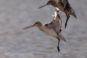 Godwits in flight 4365