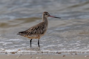 Godwits 4406