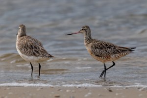 Godwits 4474