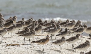 Godwits 4511