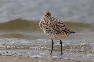Godwits 4591