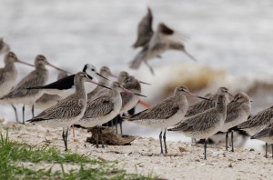 Godwits 4643