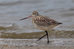 Godwits 4713