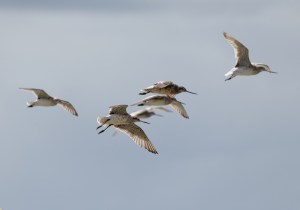 Godwits in flight 5422