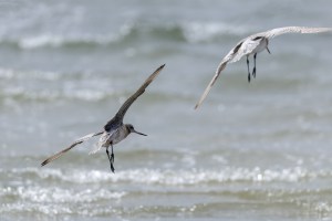 Godwits in flight 5440