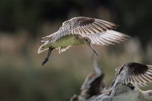 Godwits in flight 5714