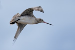 Godwits in flight 5746