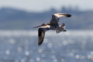 Godwits in flight 7060