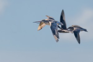 Godwits in flight 7159
