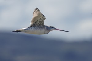 Godwits in flight 7682