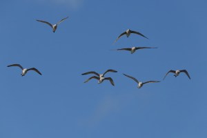 Godwits in flight 7693