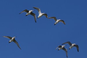 Godwits in flight 7710