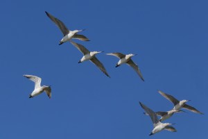Godwits in flight 7715