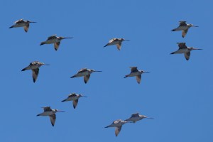 Godwits in flight 7722