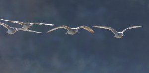 Godwits in flight 7752