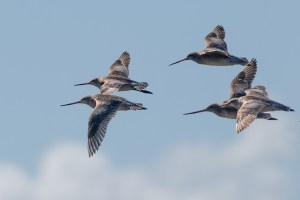 Godwits in flight 7795