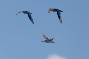 Godwits in flight 8612