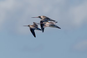 Godwits in flight 7752