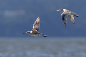 Godwits in flight 8781