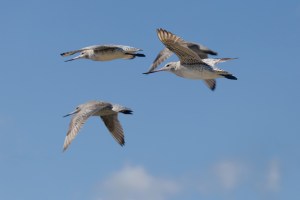Godwits in flight 8838