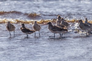 Godwits 9173