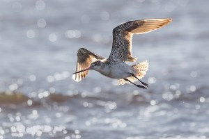 Godwits in flight 9427