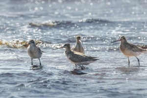 Godwits 9666