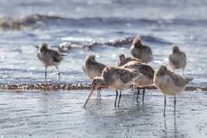 Godwits 9837
